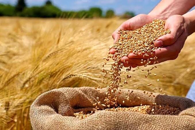 عبور خرید تضمینی گندم در استان آذربایجان‌غربی از ۲۸۴ هزار تن