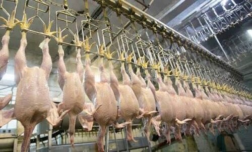دامپزشکی قزوین ۹۰تن فرآورده ناسالم را معدوم کرد