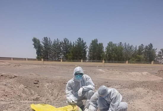 سگ مشکوک به هاری در انار معدوم شد