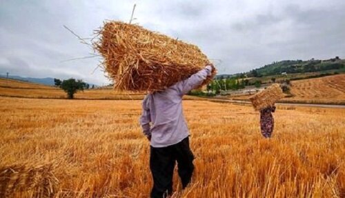 خبر خوش دولت برای گندمکاران/ واریزی میلیاردی آغاز شد؛ حساب خود را چک کنید
