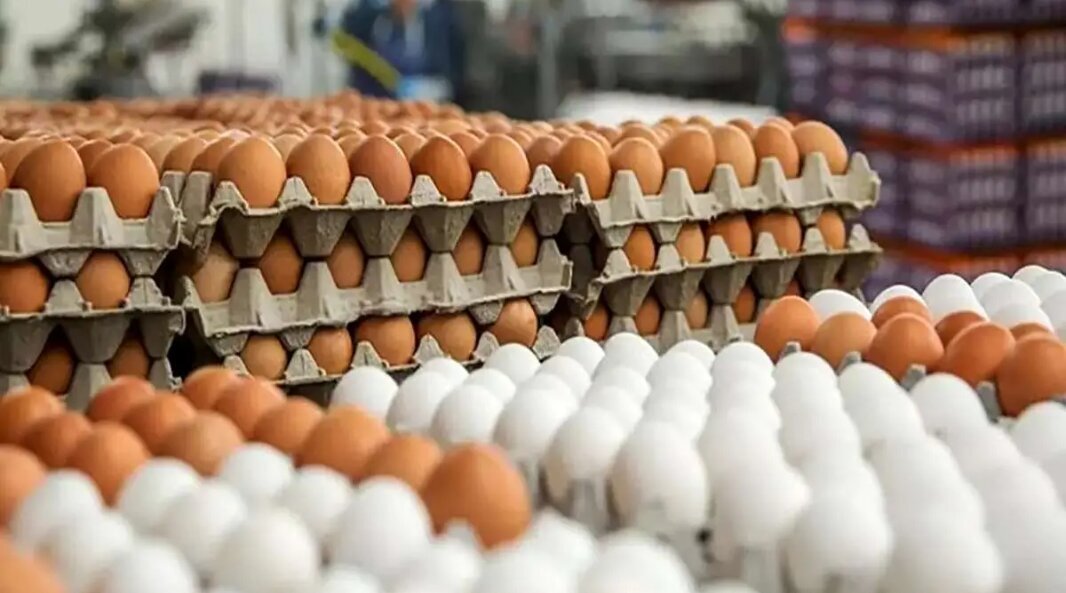 قیمت تخم مرغ در ارومیه دوباره ترمز برید
