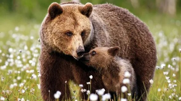 ببینید | مشاهده مجدد خرس‌های قهوه‌ای در اشترانکوه