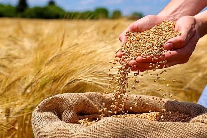 گندمکاران حتما بخوانند/ قیمت گندم آزاد می‌شود؟/ پرداخت مطالبات گندمکاران به کجا رسید؟