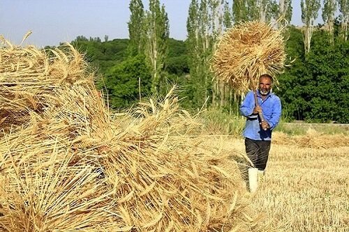 افزایش میزان خرید تضمینی گندم در شبکه تعاون روستایی آذربایجان‌غربی نسبت به سال گذشته