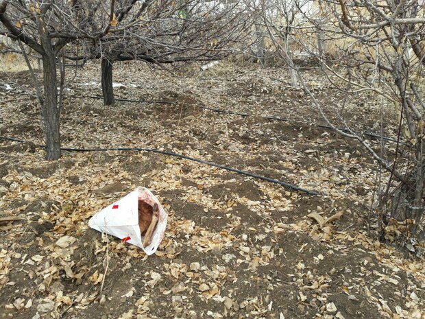 دستگیری شکارچی غیر مجاز با لاشه گراز وحشی در حاجی‌آباد