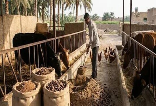 هشدار دامپزشکی فهرج درباره اسیدوز/ بیماری خاموش دام ها در فصل برداشت خرما